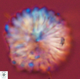 Discoaster multiradiatus 44191