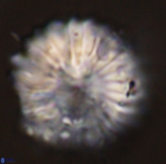 Discoaster multiradiatus 44192