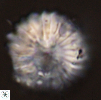 Discoaster multiradiatus 44192