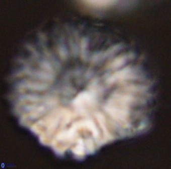 Discoaster multiradiatus 44196