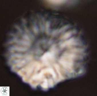 Discoaster multiradiatus 44196