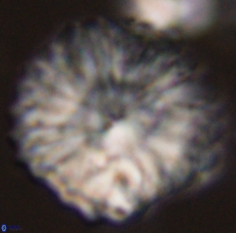 Discoaster multiradiatus 44197
