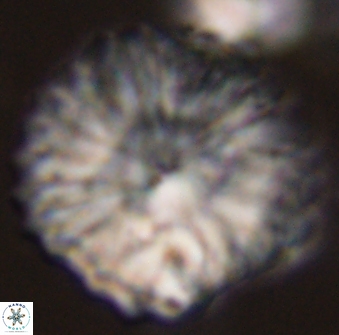 Discoaster multiradiatus 44197
