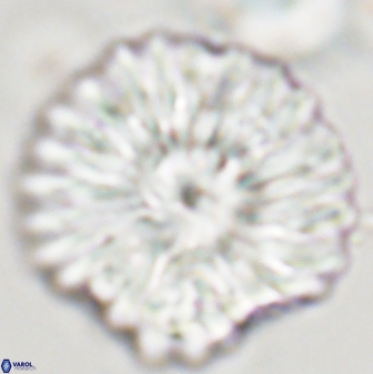 Discoaster multiradiatus 44199
