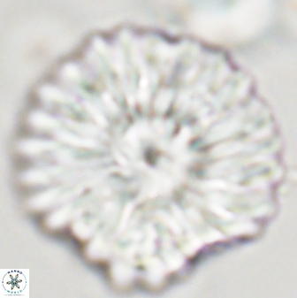 Discoaster multiradiatus 44199