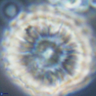 Discoaster multiradiatus 44200
