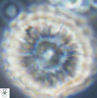 Discoaster multiradiatus 44200