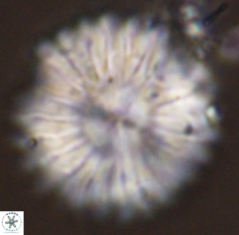 Discoaster multiradiatus 44306