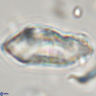 Discoaster multiradiatus 44313