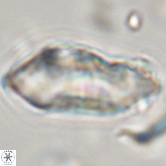 Discoaster multiradiatus 44313