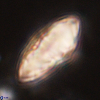 Discoaster multiradiatus 44317