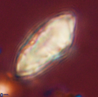 Discoaster multiradiatus 44318