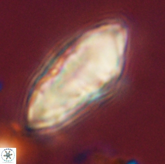 Discoaster multiradiatus 44318