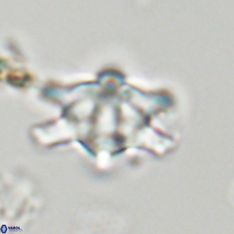 Discoaster musicus 32723