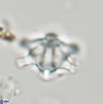 Discoaster musicus 32724