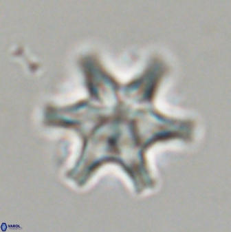 Discoaster musicus 32726