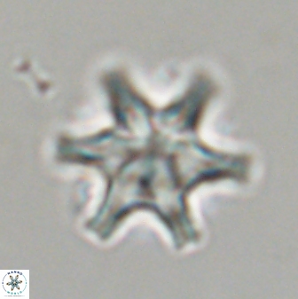 Discoaster musicus 32726
