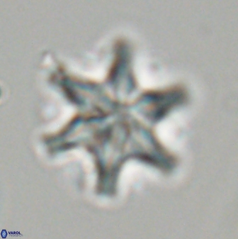 Discoaster musicus 32727