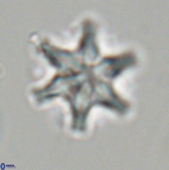 Discoaster musicus 32728