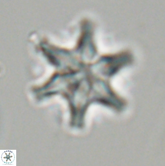 Discoaster musicus 32728