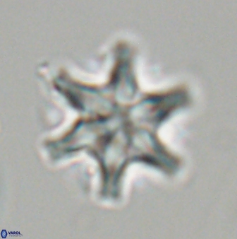 Discoaster musicus 32729