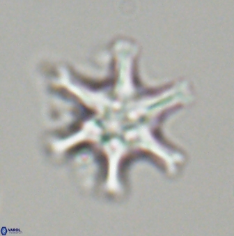 Discoaster musicus 32730