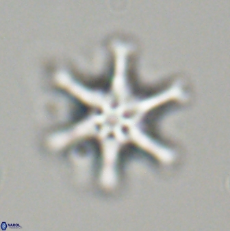 Discoaster musicus 32732