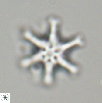 Discoaster musicus 32732