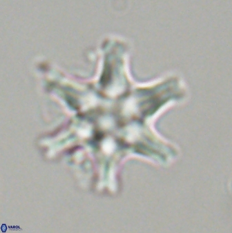 Discoaster musicus 32733