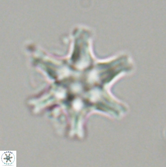 Discoaster musicus 32733