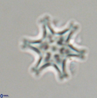 Discoaster musicus 32734