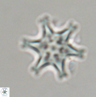 Discoaster musicus 32734