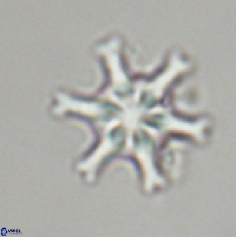 Discoaster musicus 32735