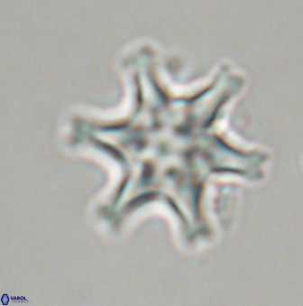 Discoaster musicus 32737