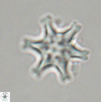 Discoaster musicus 32737