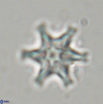 Discoaster musicus 32738