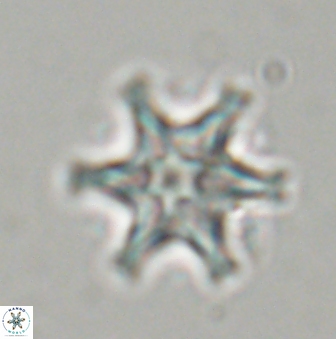 Discoaster musicus 32738