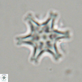 Discoaster musicus 32741