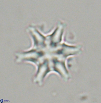 Discoaster musicus 32742