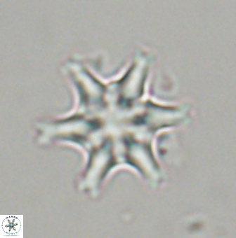 Discoaster musicus 32742