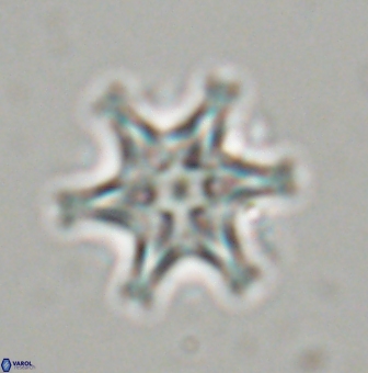 Discoaster musicus 32743