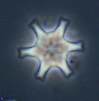 Discoaster musicus 32744