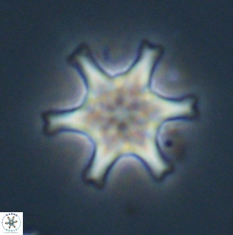 Discoaster musicus 32744