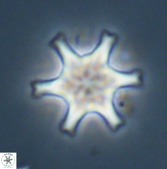 Discoaster musicus 32745