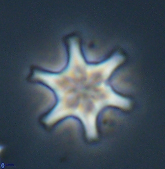 Discoaster musicus 32746