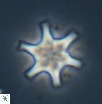 Discoaster musicus 32746