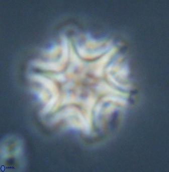 Discoaster musicus 32748