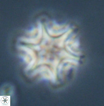 Discoaster musicus 32748