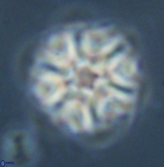 Discoaster musicus 32749