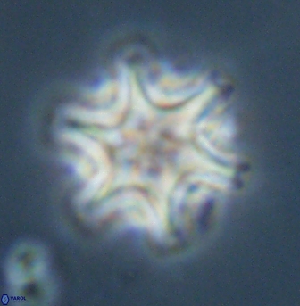 Discoaster musicus 32750